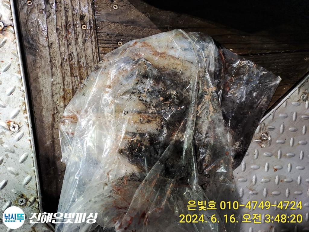 낚시뚜,오징어,진해수도항,진해은빛피싱,낚시뚜7