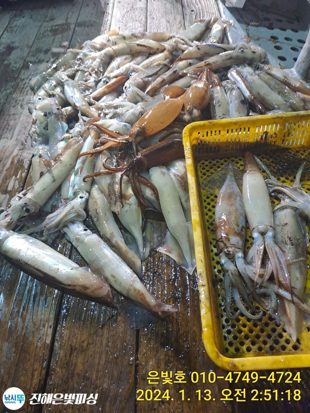 낚시뚜,오징어,진해수도항,진해은빛피싱,낚시뚜6