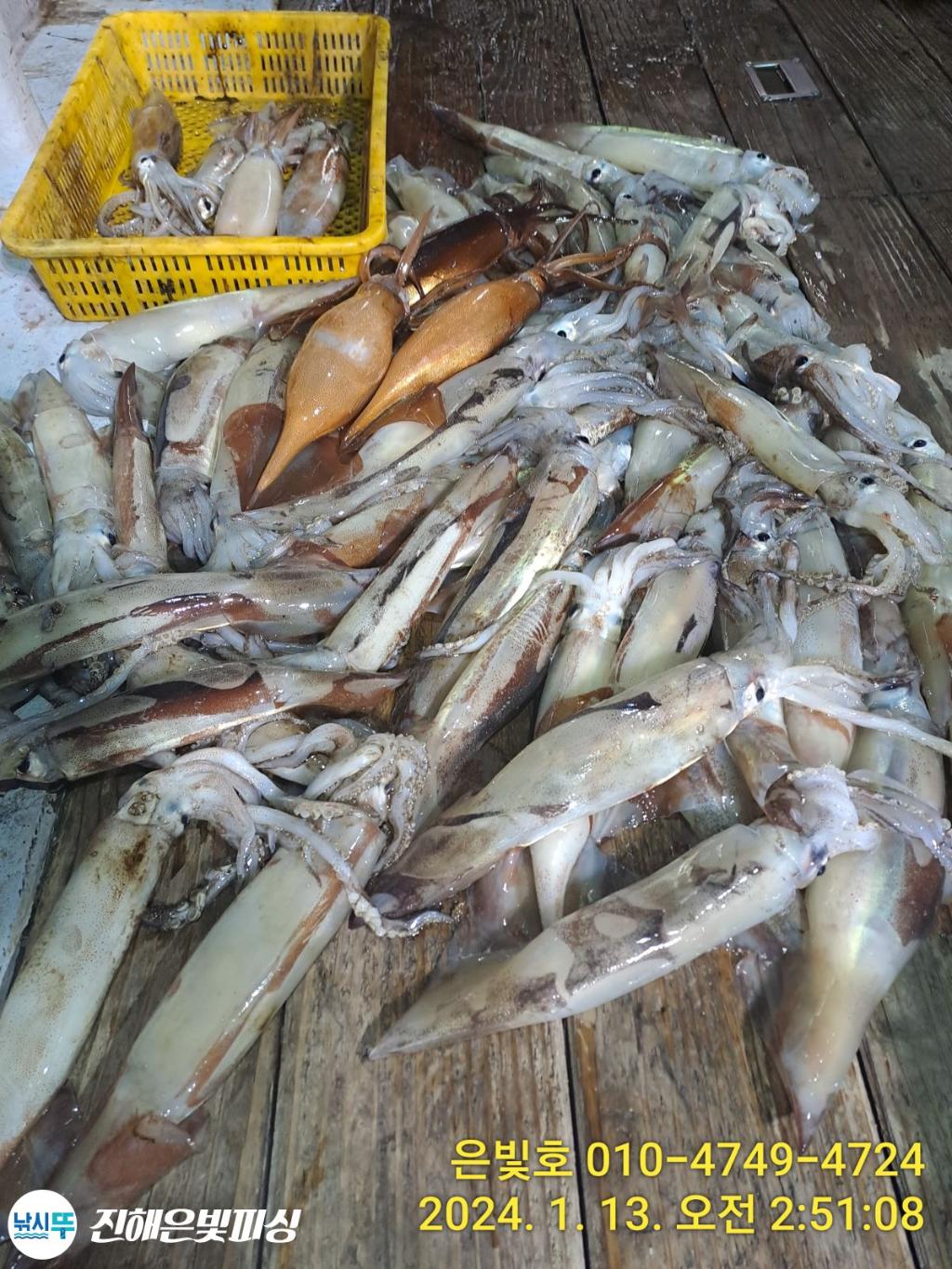 낚시뚜,오징어,진해수도항,진해은빛피싱,낚시뚜5