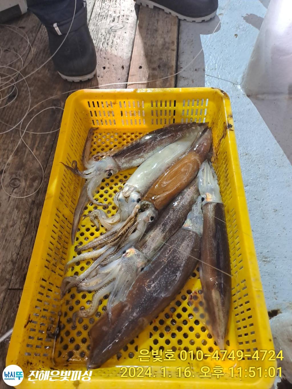 낚시뚜,오징어,진해수도항,진해은빛피싱,낚시뚜4