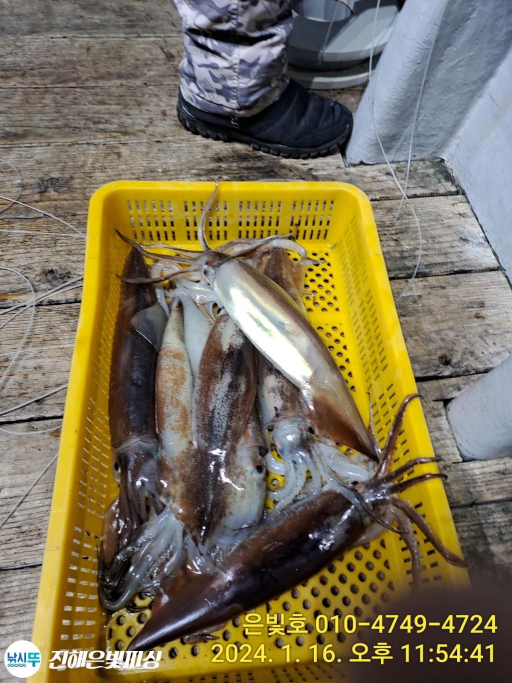낚시뚜,오징어,진해수도항,진해은빛피싱,낚시뚜3