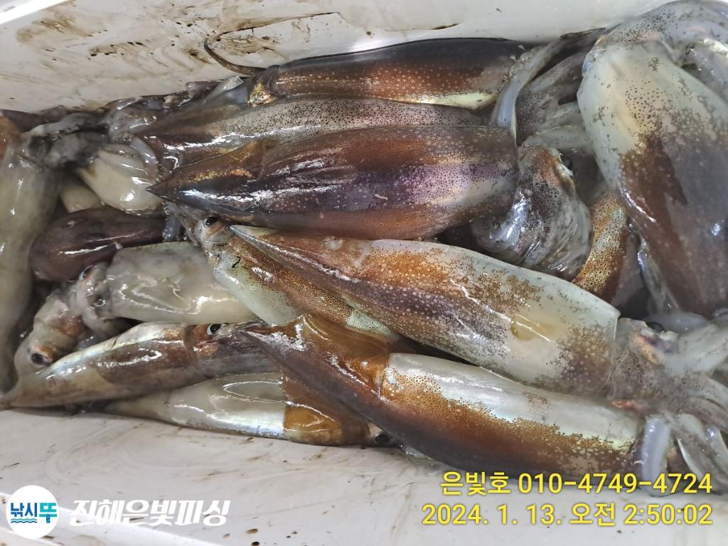 낚시뚜,오징어,진해수도항,진해은빛피싱,낚시뚜2
