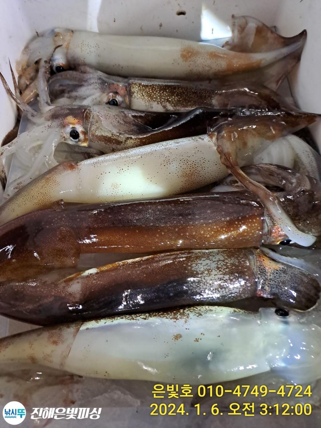 낚시뚜,오징어,진해수도항,진해은빛피싱,낚시뚜0