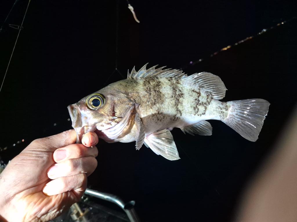 F2606290R5.jpg