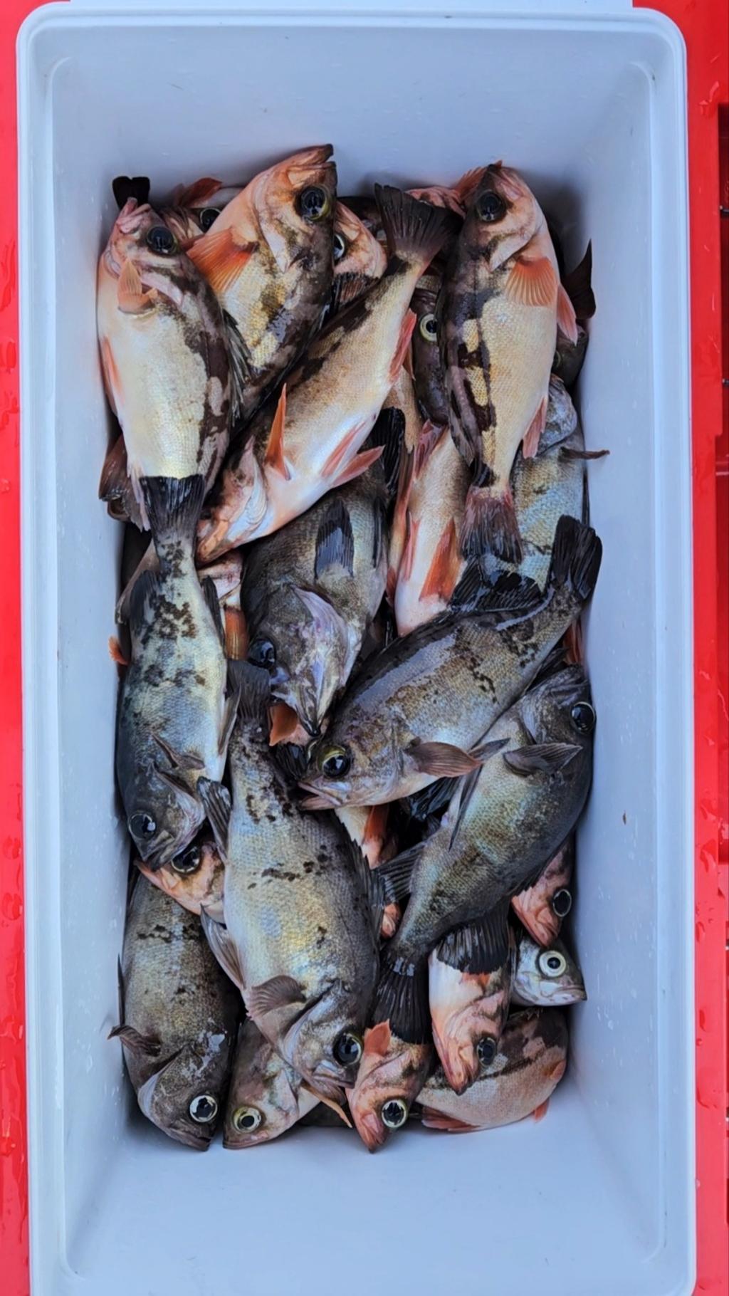 F26075291Y.jpg