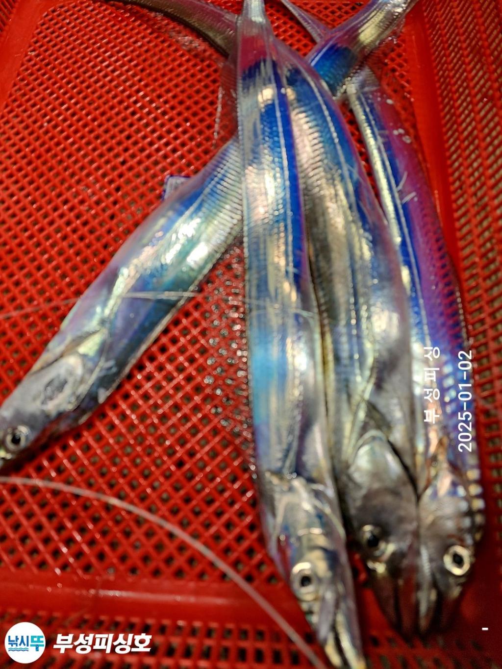 F2608953RR.jpg