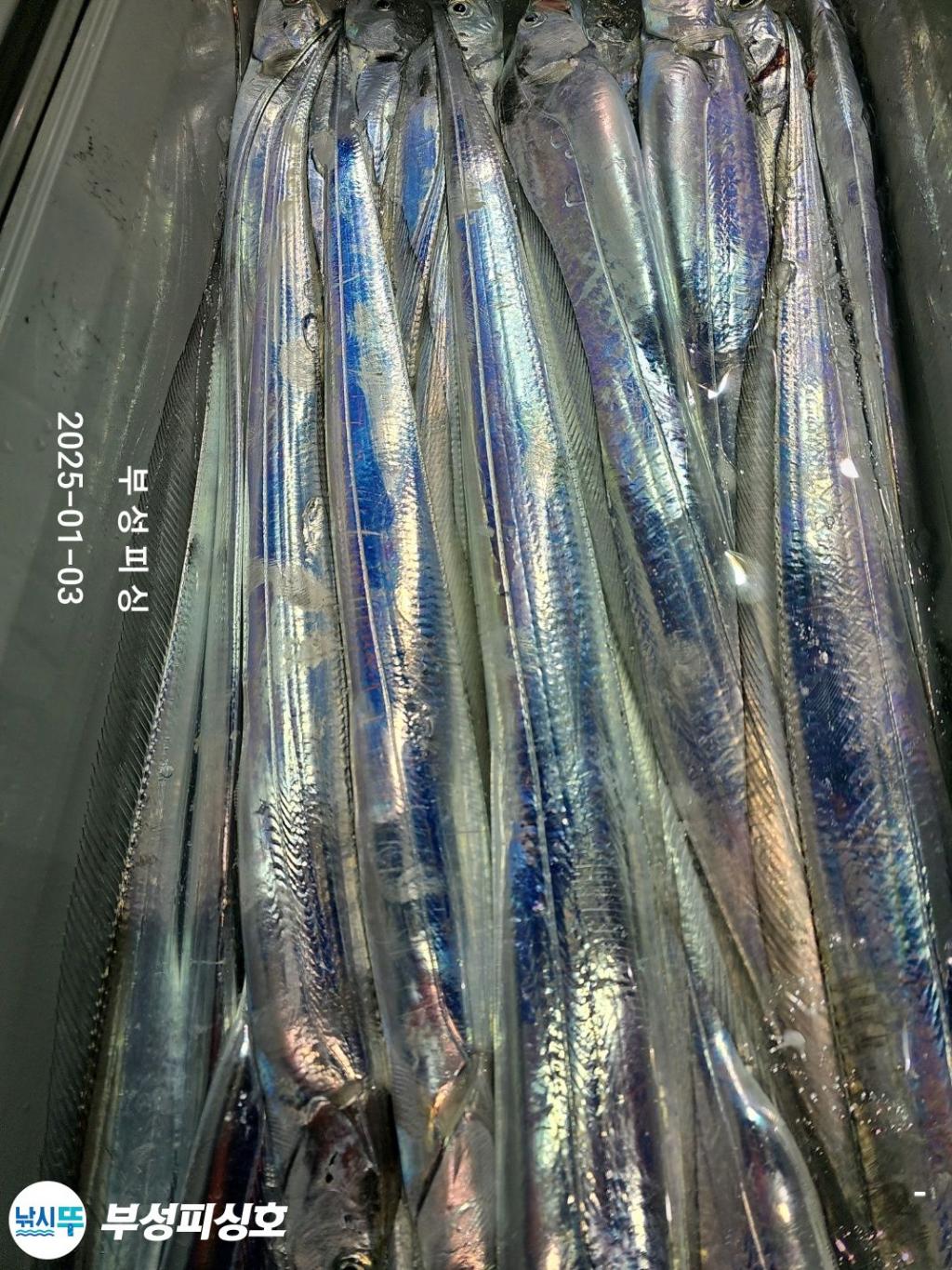 F2608955SA.jpg