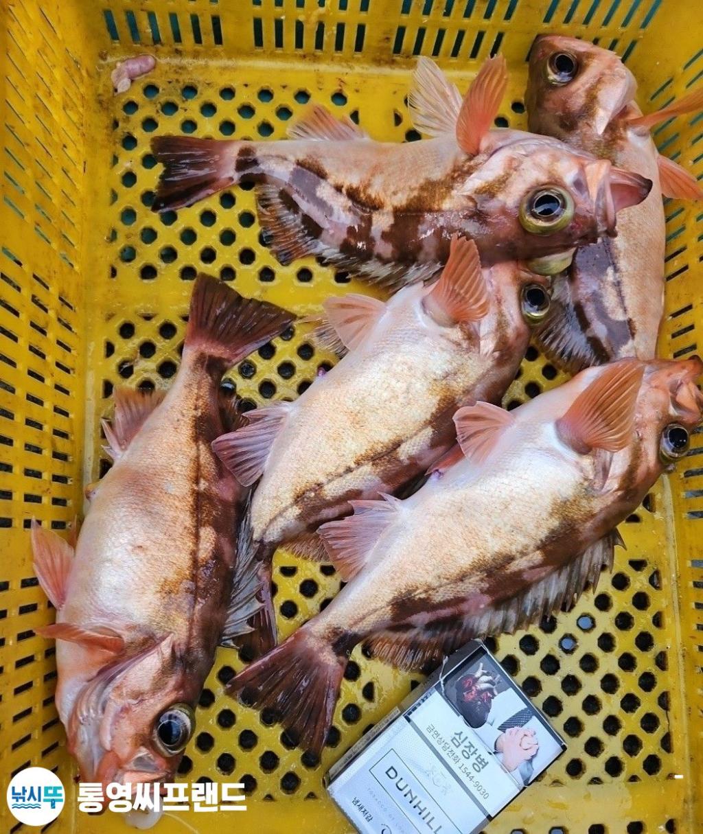 F26125096X.jpg