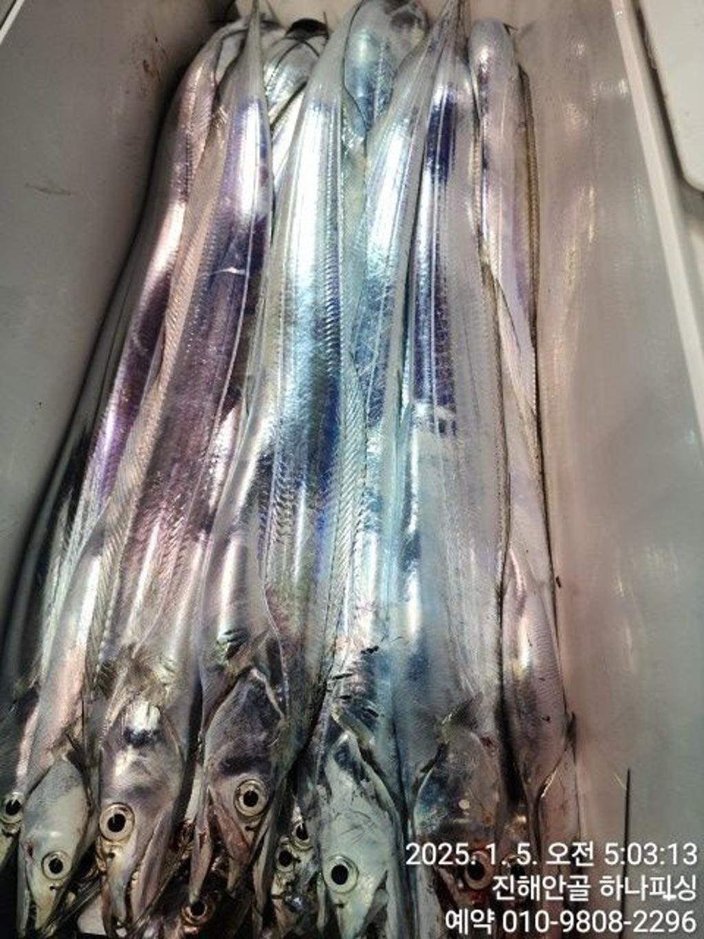 낚시뚜,갈치,오징어,진해 안골항,진해 하나피싱,낚시뚜12