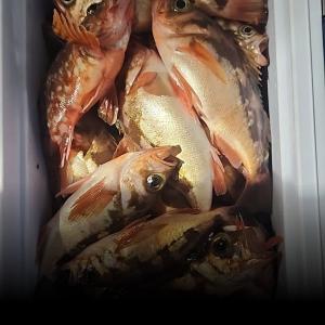 조황, 통영낚시친구)~열기뽈락병행출조다녀왔습니다