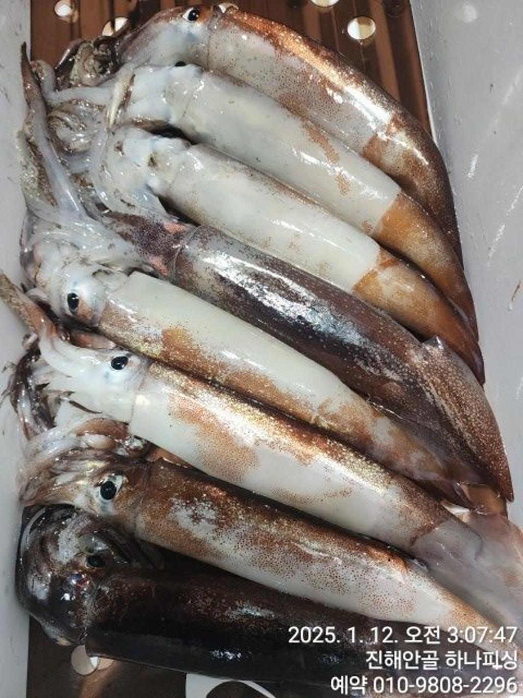 낚시뚜,오징어,진해 안골항,진해 하나피싱,낚시뚜9