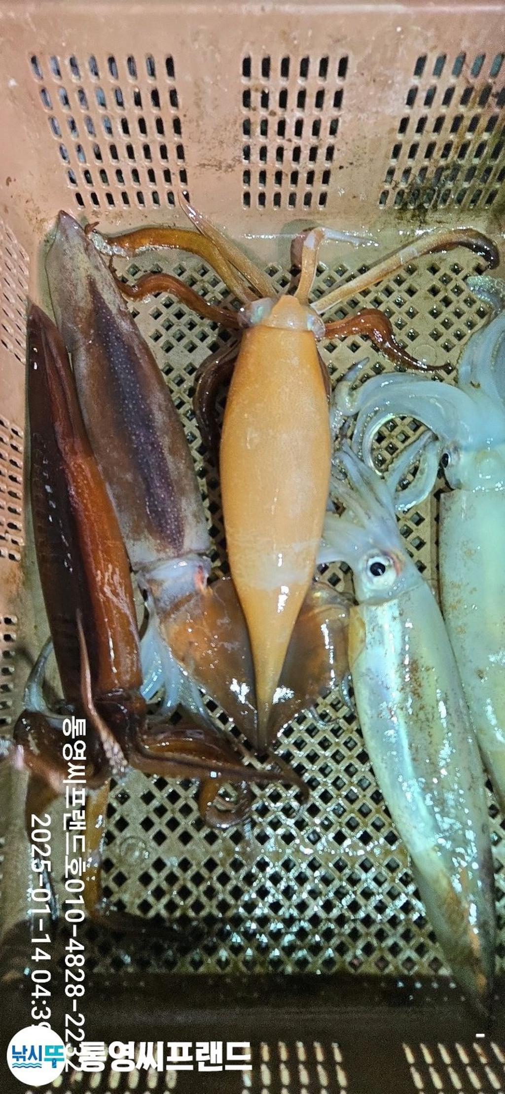 F2615148ES.jpg