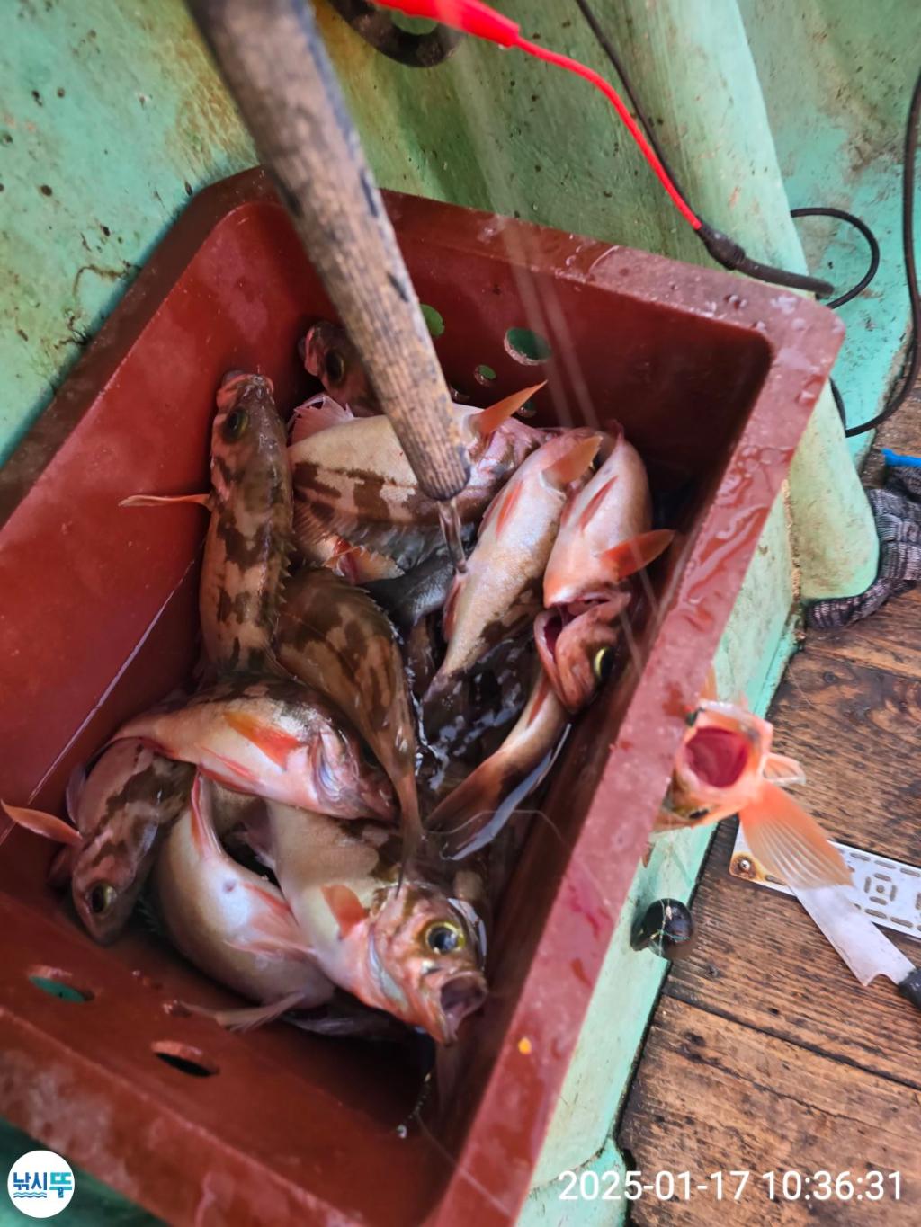 F2616109WS.jpg