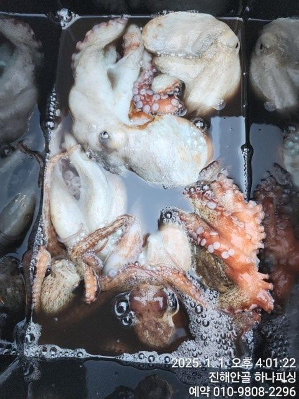 낚시뚜,오징어,갈치,진해 안골항,진해 하나피싱,낚시뚜2