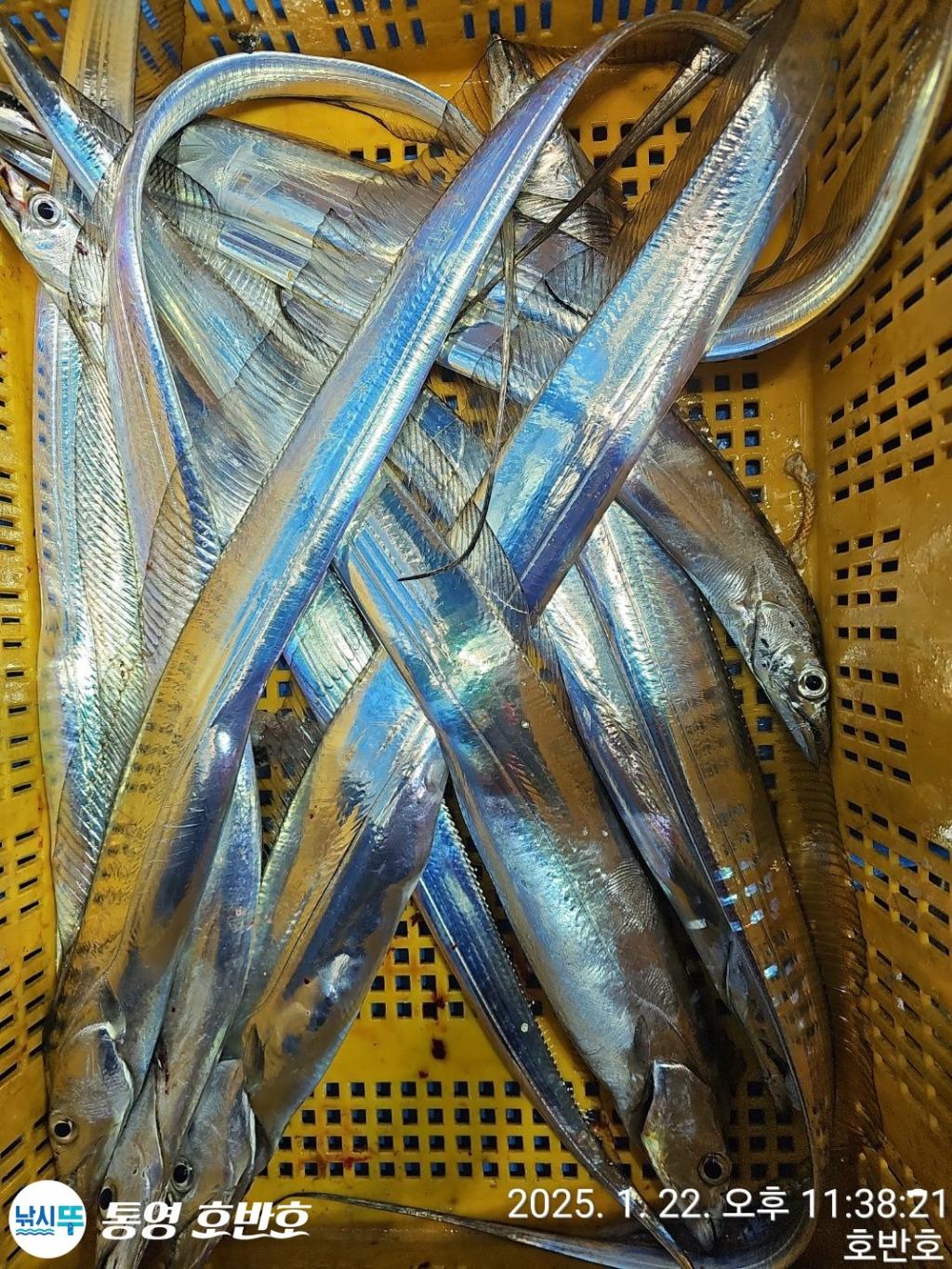 낚시뚜,갈치,오징어,통영 신전항,통영호반호,낚시뚜47