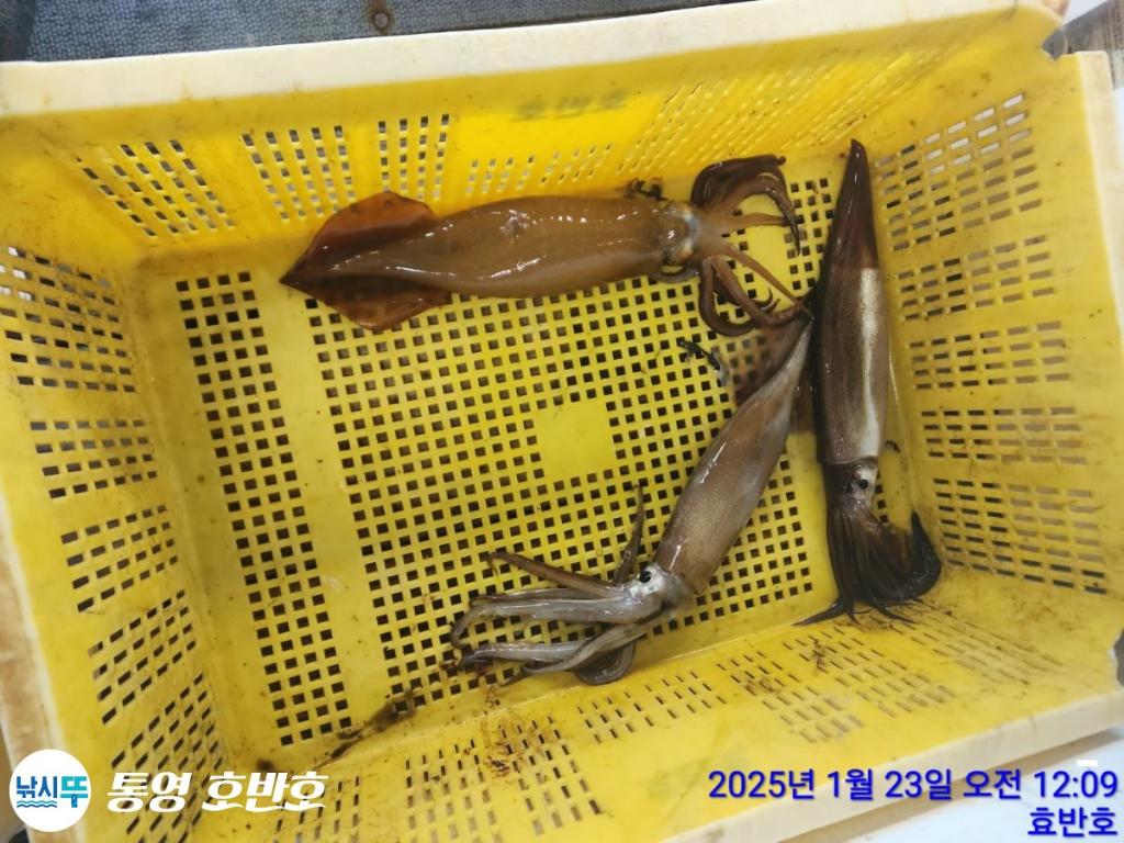 낚시뚜,갈치,오징어,통영 신전항,통영호반호,낚시뚜44