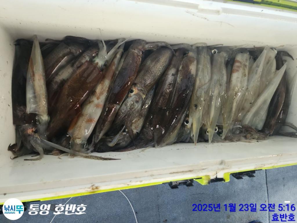 낚시뚜,갈치,오징어,통영 신전항,통영호반호,낚시뚜43