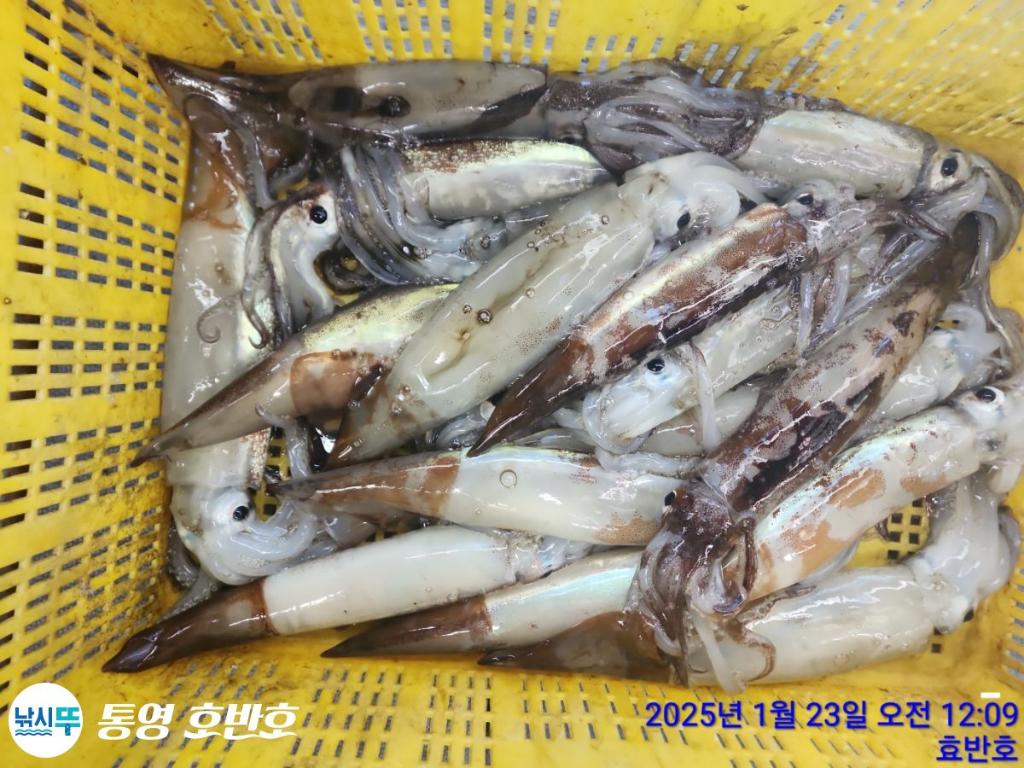 낚시뚜,갈치,오징어,통영 신전항,통영호반호,낚시뚜41