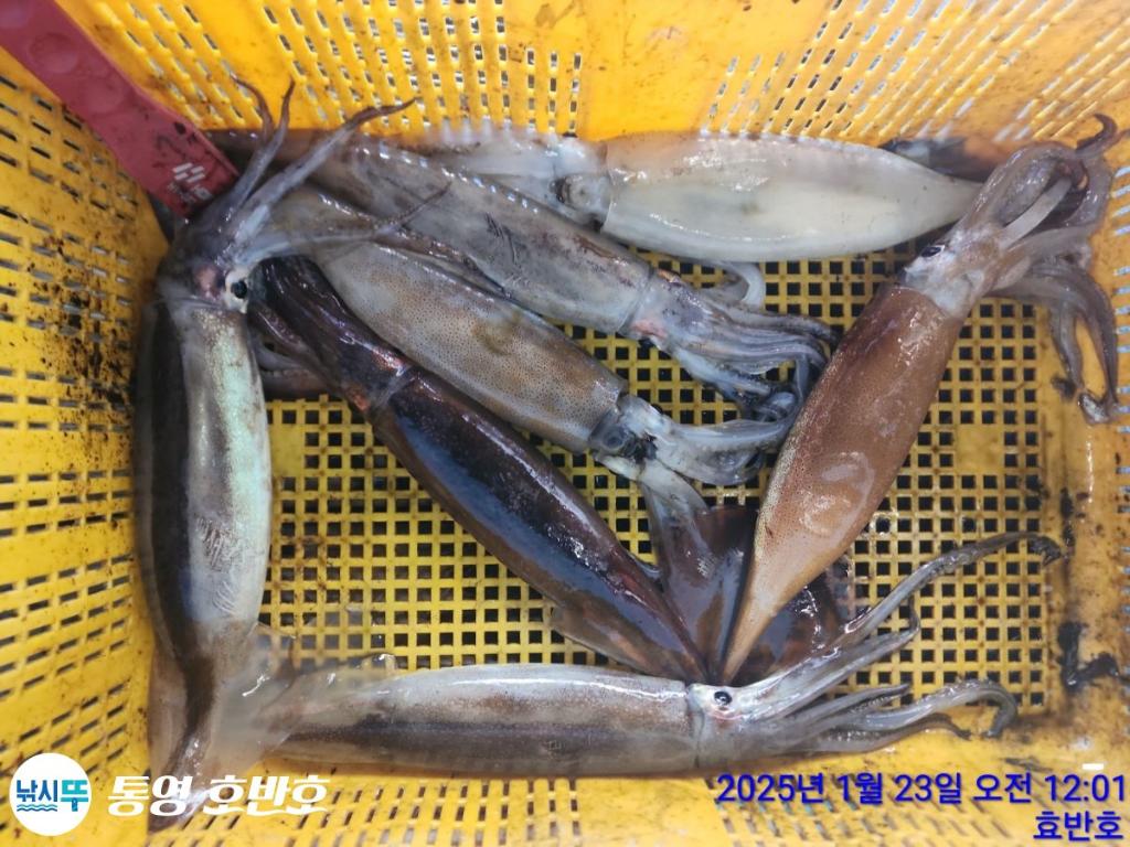 낚시뚜,갈치,오징어,통영 신전항,통영호반호,낚시뚜39
