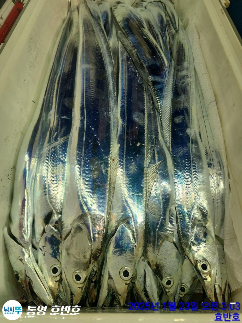 낚시뚜,갈치,오징어,통영 신전항,통영호반호,낚시뚜33