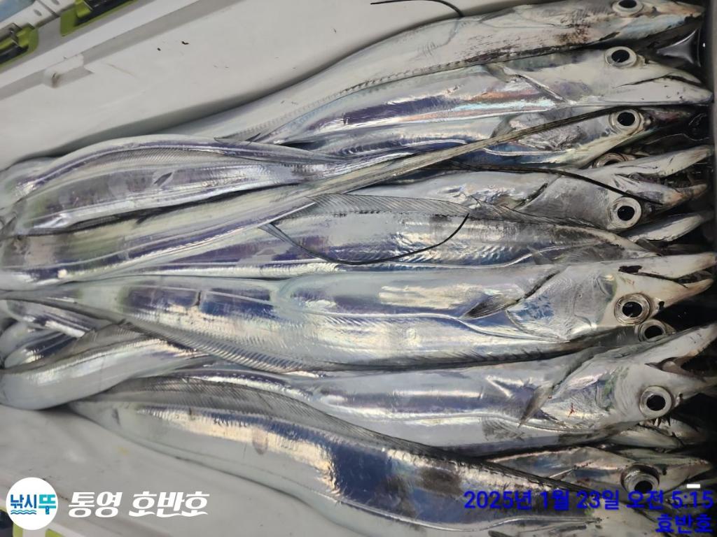 낚시뚜,갈치,오징어,통영 신전항,통영호반호,낚시뚜26