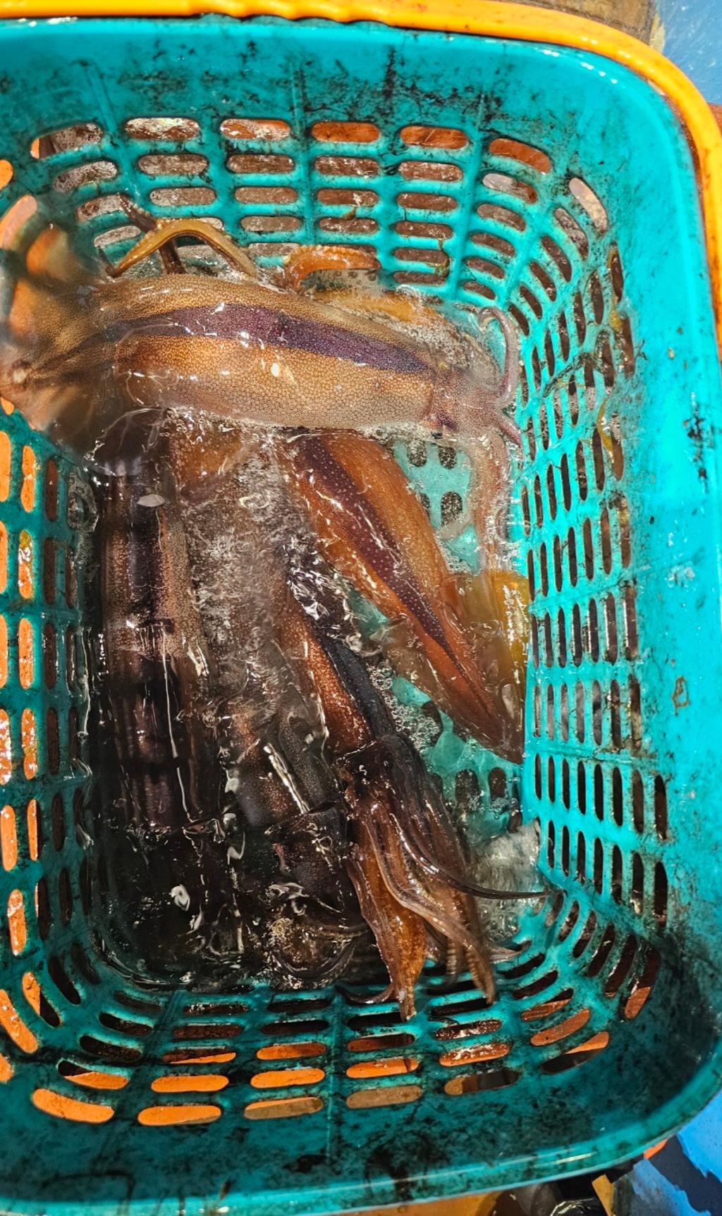 기타 (직접입력), 삼포대교낚시, 낚시뚜