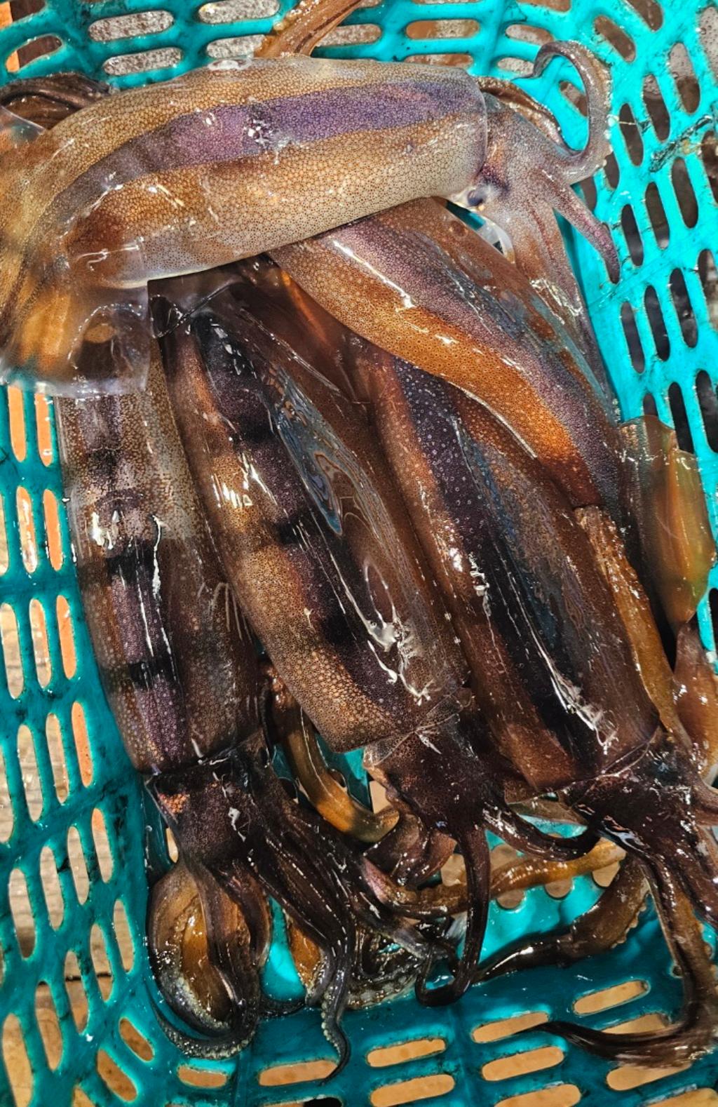 기타 (직접입력), 삼포대교낚시, 낚시뚜