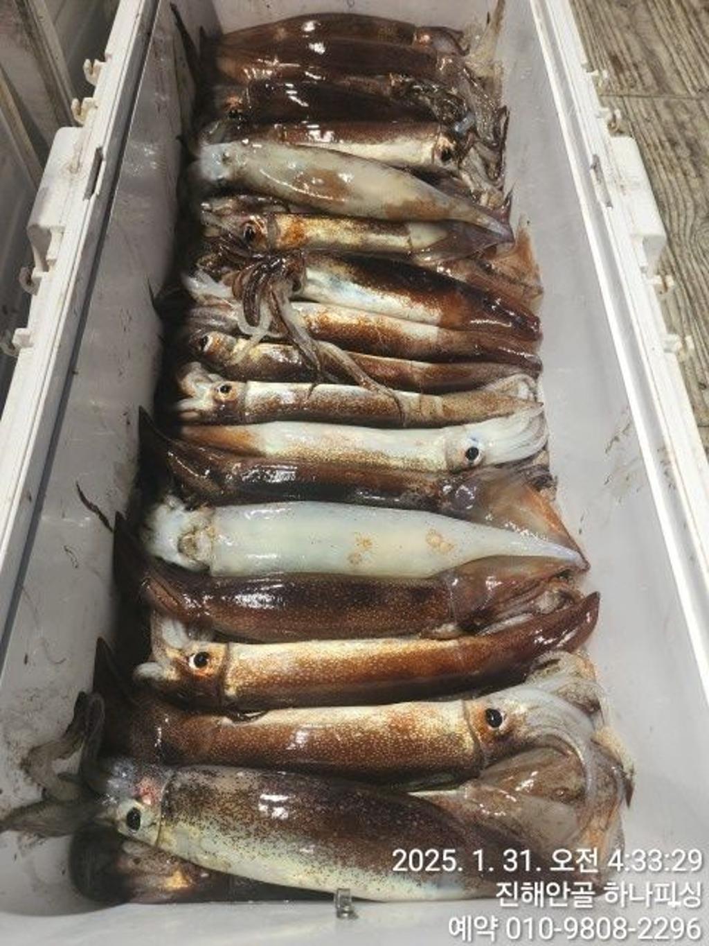 낚시뚜,오징어,진해 안골항,진해 하나피싱,낚시뚜6