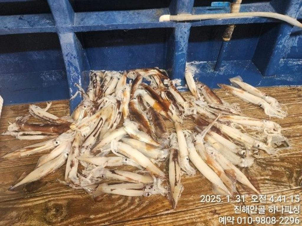낚시뚜,오징어,진해 안골항,진해 하나피싱,낚시뚜0