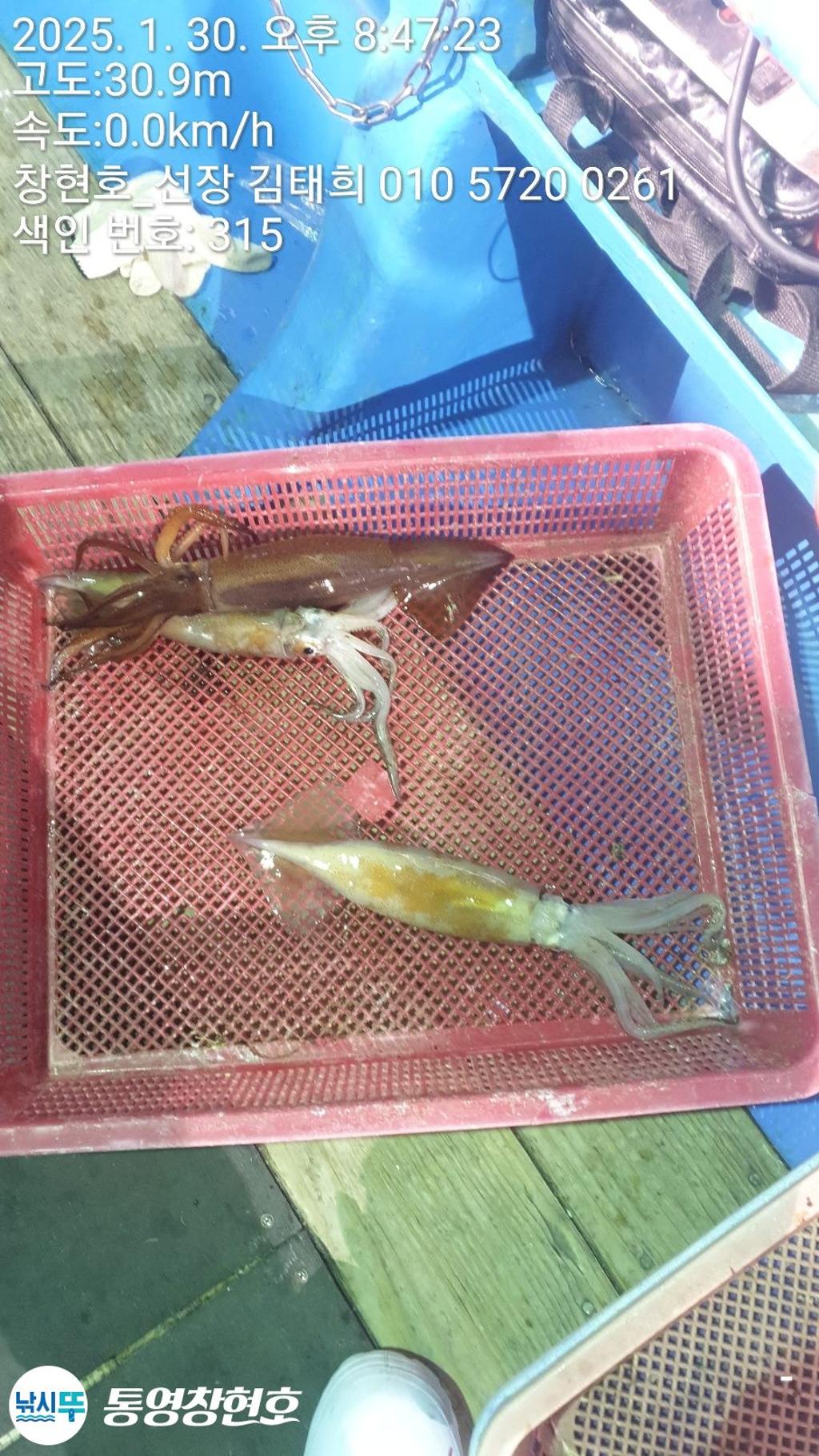 낚시뚜,오징어,통영연명항,통영창현호,낚시뚜13