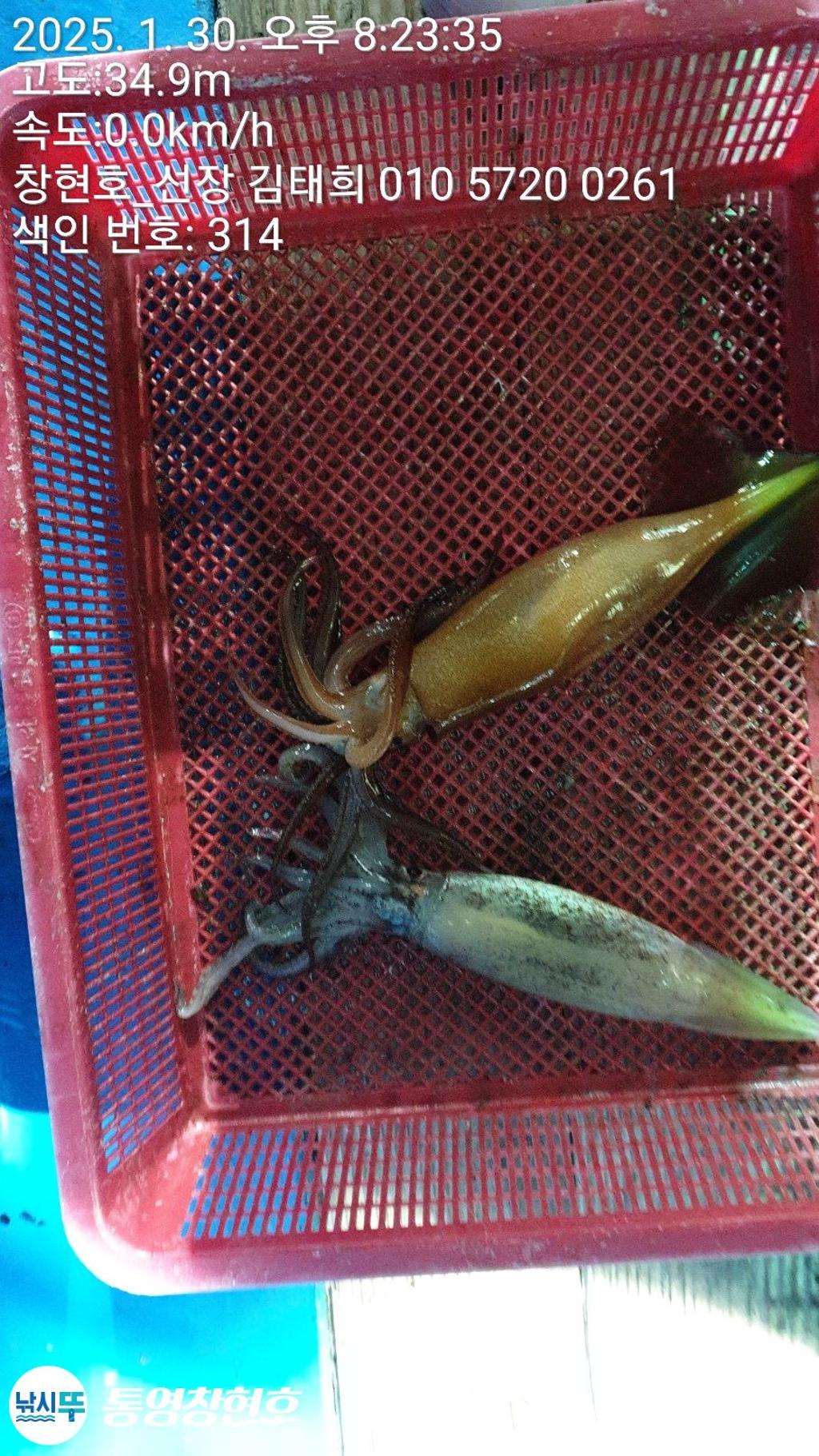 낚시뚜,오징어,통영연명항,통영창현호,낚시뚜12