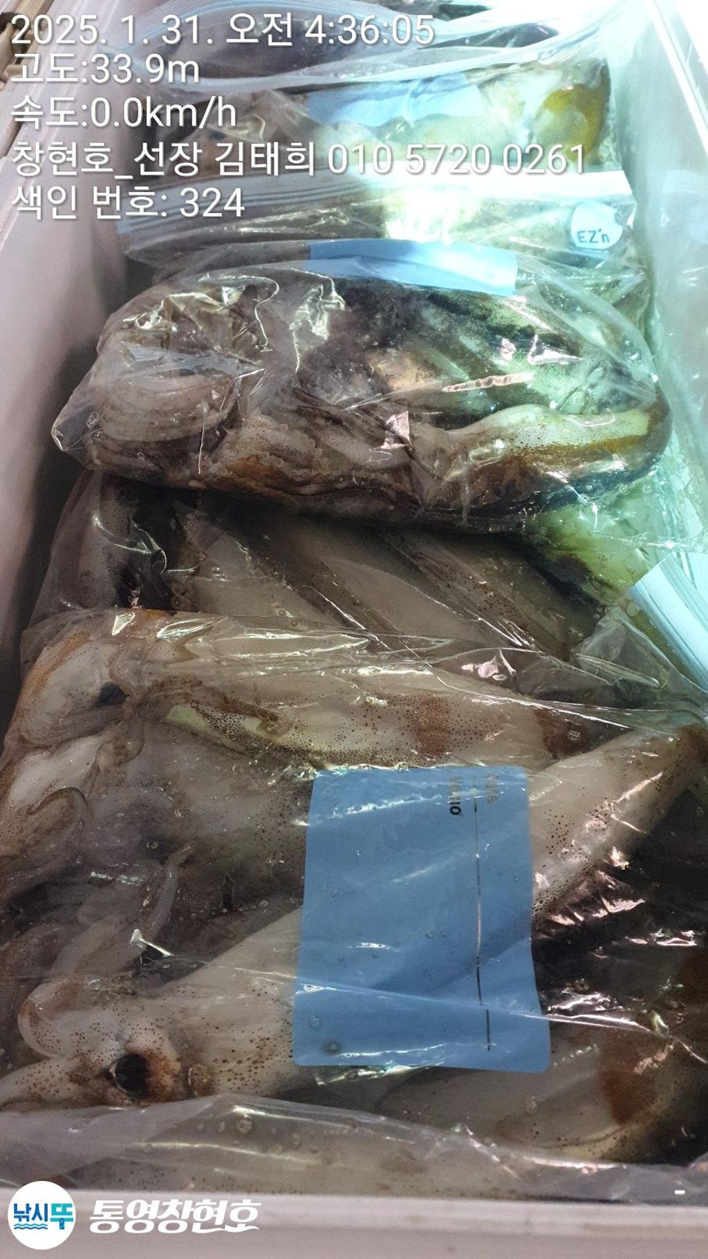 낚시뚜,오징어,통영연명항,통영창현호,낚시뚜5