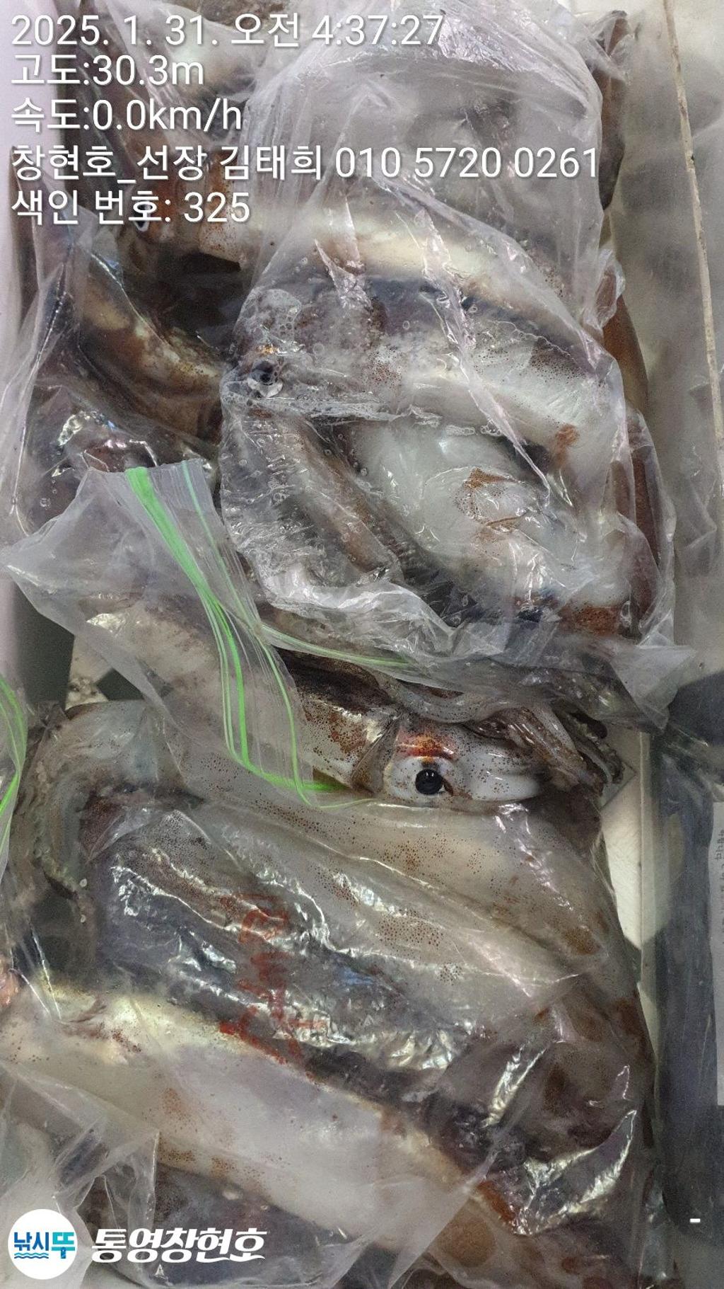 낚시뚜,오징어,통영연명항,통영창현호,낚시뚜4