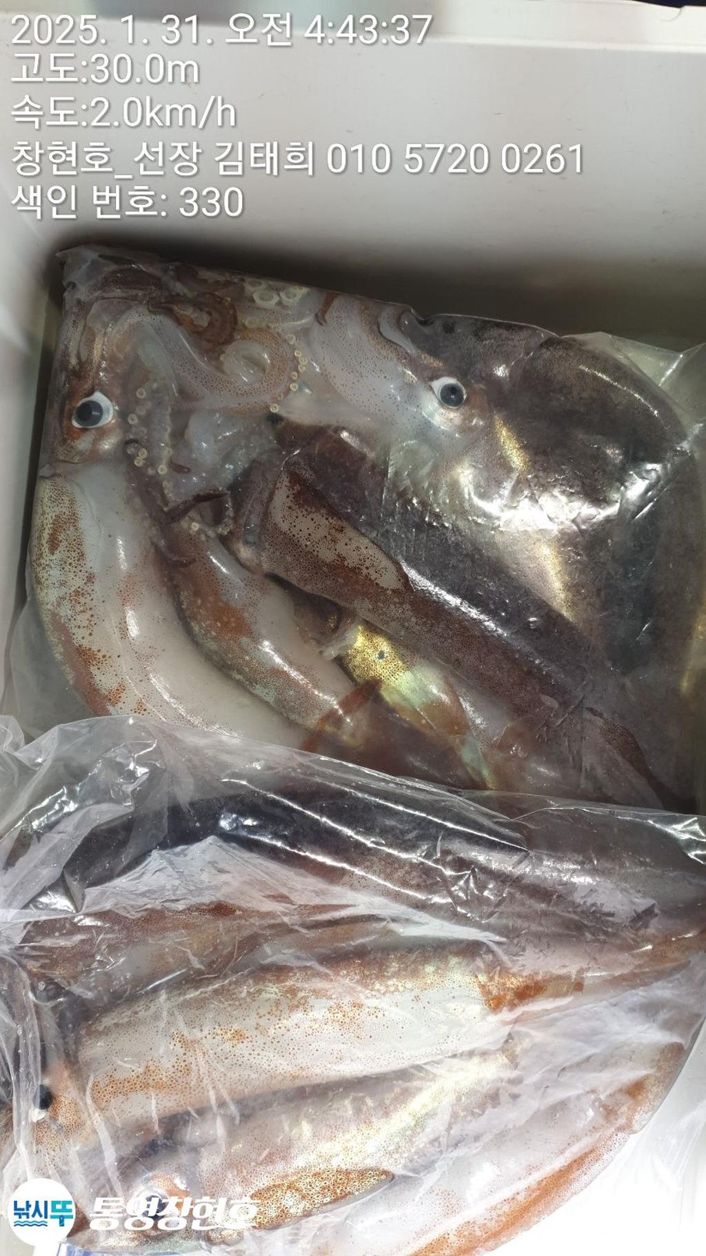 낚시뚜,오징어,통영연명항,통영창현호,낚시뚜1