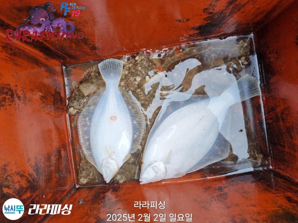 낚시뚜,도다리,속천항(진해),라라피싱,낚시뚜25