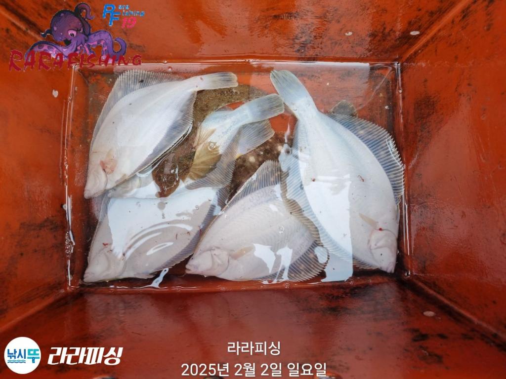 낚시뚜,도다리,속천항(진해),라라피싱,낚시뚜23