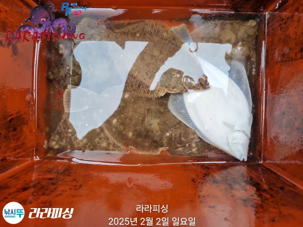 낚시뚜,도다리,속천항(진해),라라피싱,낚시뚜20