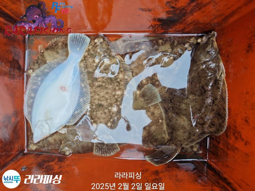 낚시뚜,도다리,속천항(진해),라라피싱,낚시뚜19