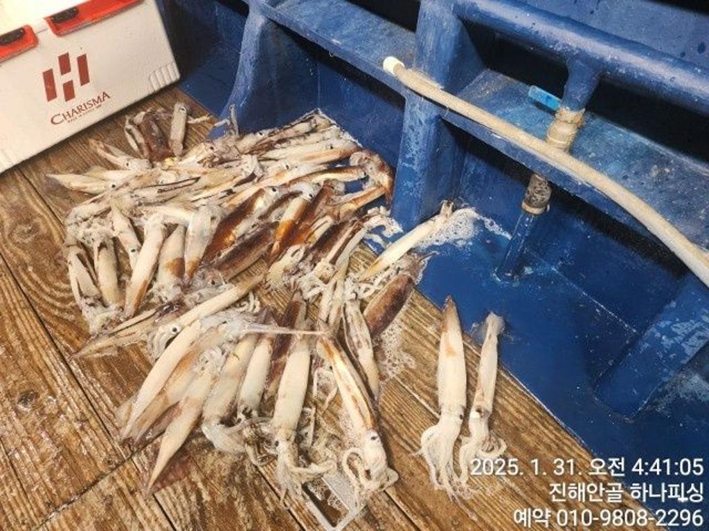 낚시뚜,오징어,진해 안골항,진해 하나피싱,낚시뚜2