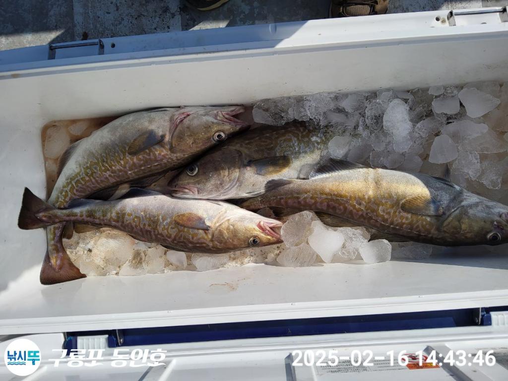 낚시뚜,대구,구룡포항,구룡포 동인호,낚시뚜14