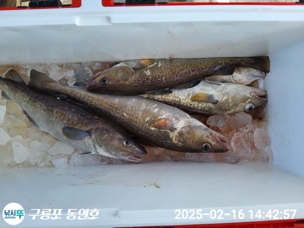 낚시뚜,대구,구룡포항,구룡포 동인호,낚시뚜11