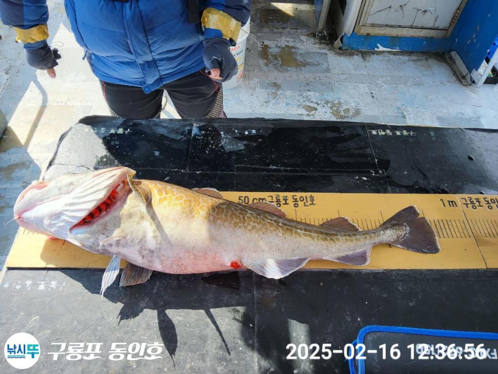 낚시뚜,대구,구룡포항,구룡포 동인호,낚시뚜1