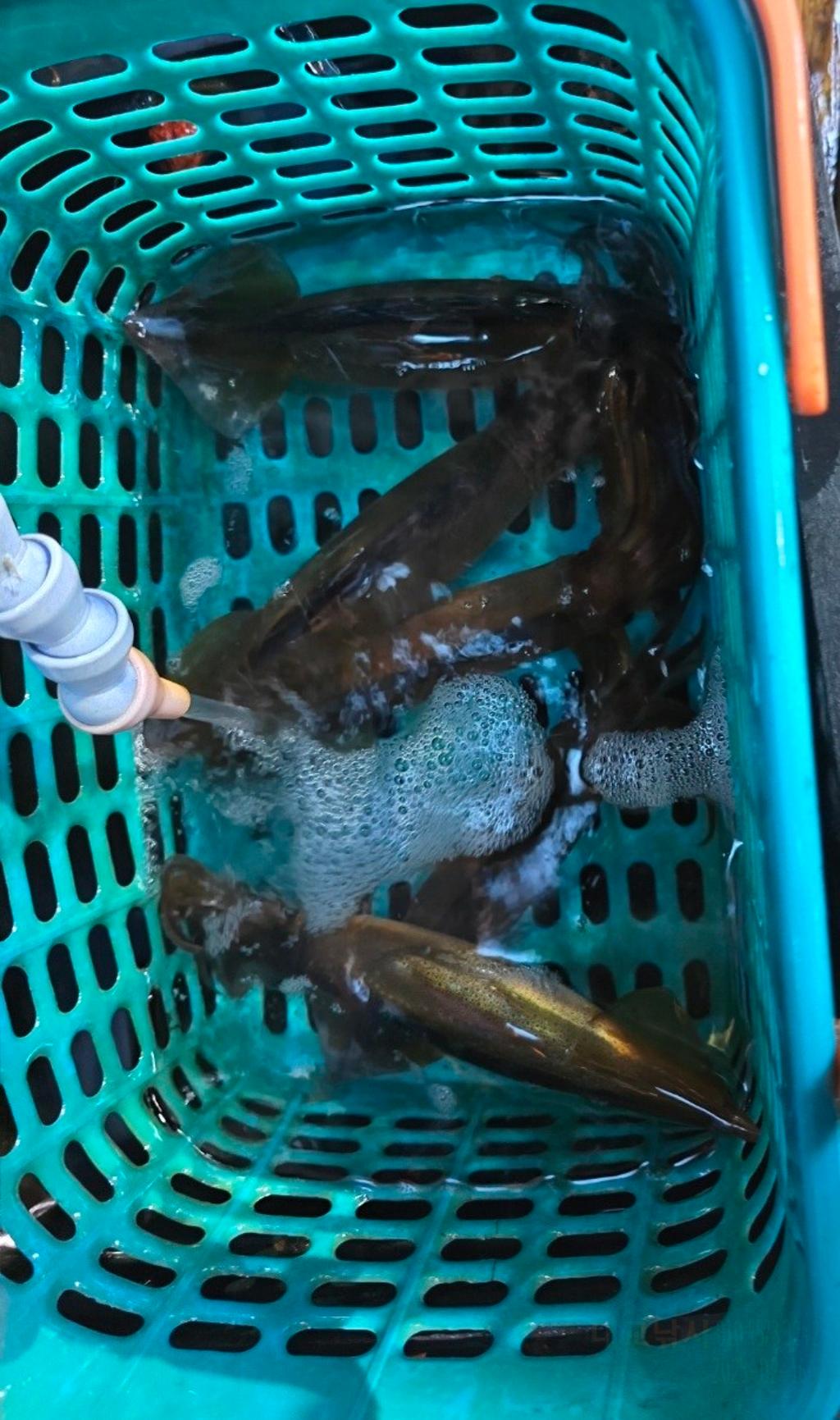 기타 (직접입력), 삼포대교낚시, 낚시뚜