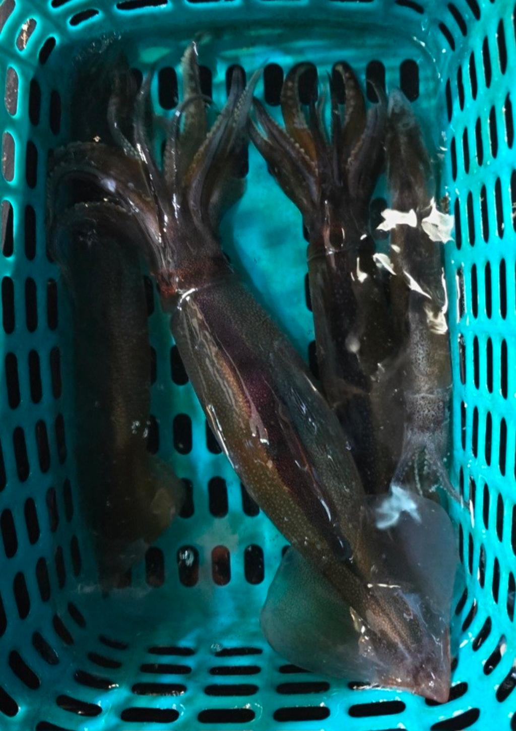 기타 (직접입력), 삼포대교낚시, 낚시뚜