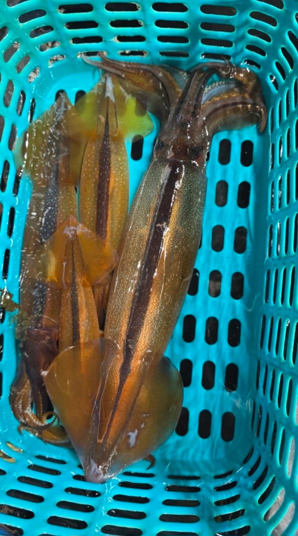 기타 (직접입력), 삼포대교낚시, 낚시뚜