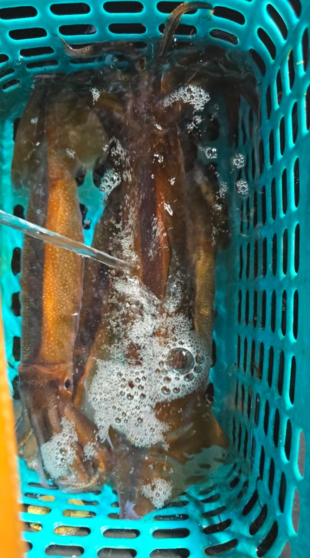 기타 (직접입력), 삼포대교낚시, 낚시뚜