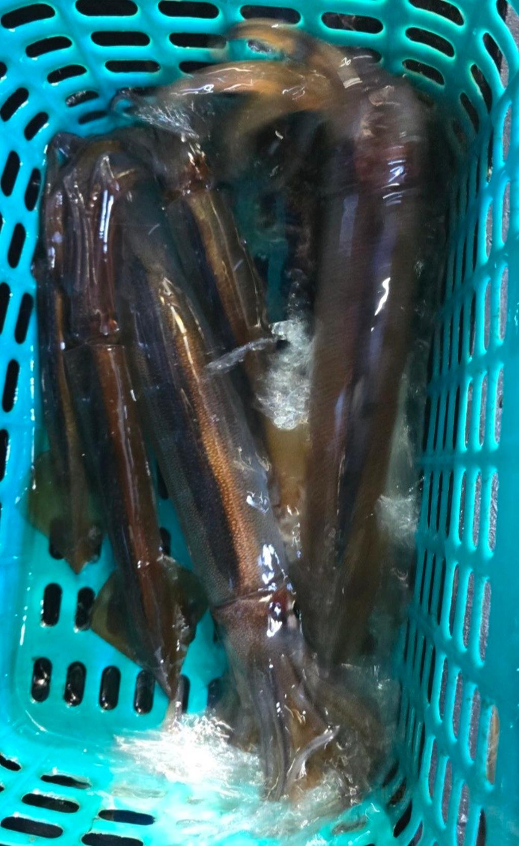 기타 (직접입력), 삼포대교낚시, 낚시뚜