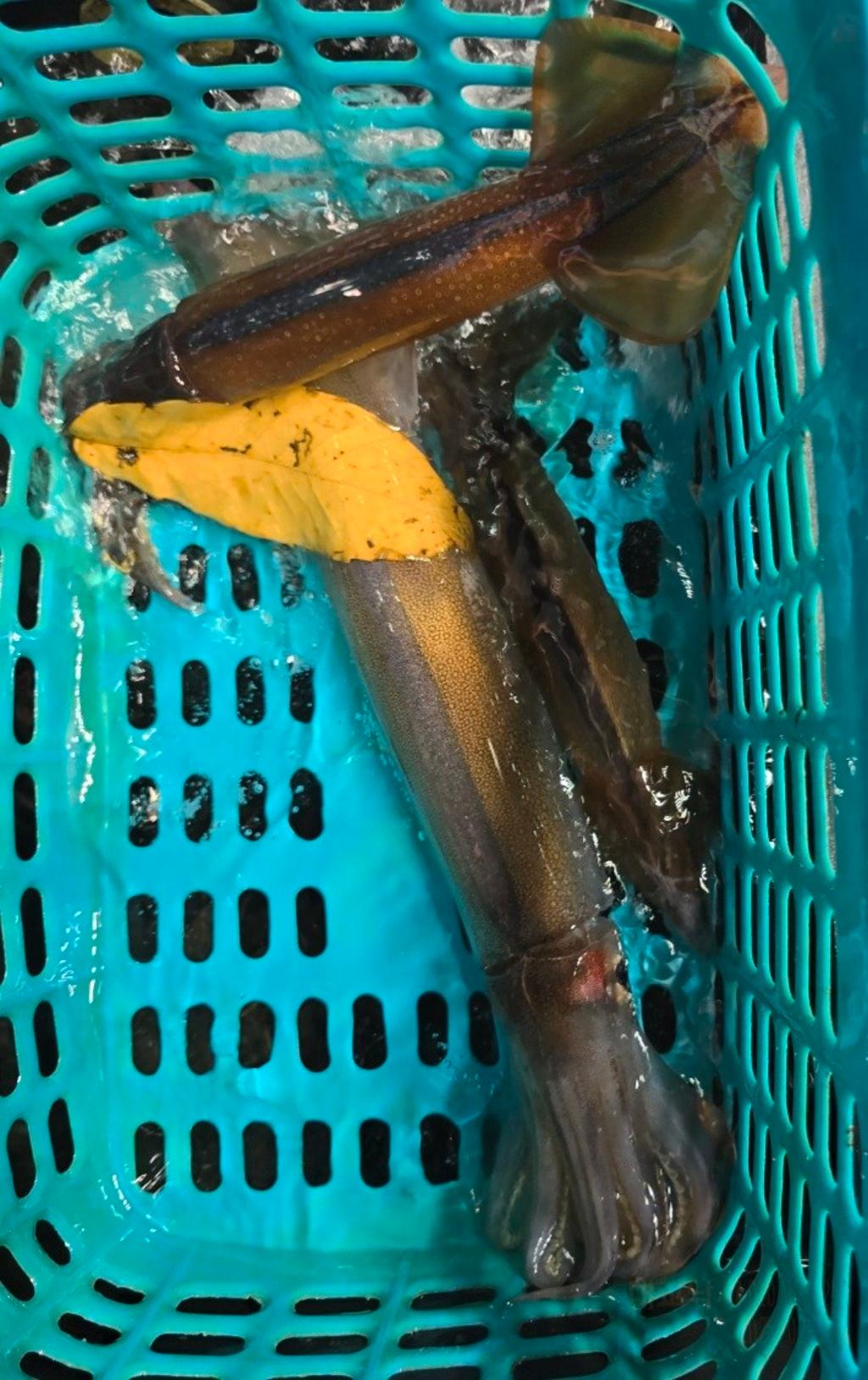 기타 (직접입력), 삼포대교낚시, 낚시뚜