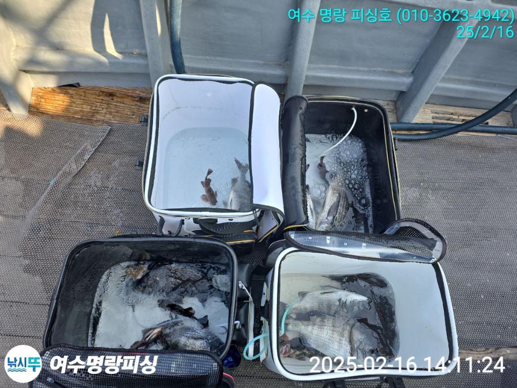 낚시뚜,감성돔,국동항,여수명랑피싱,낚시뚜6