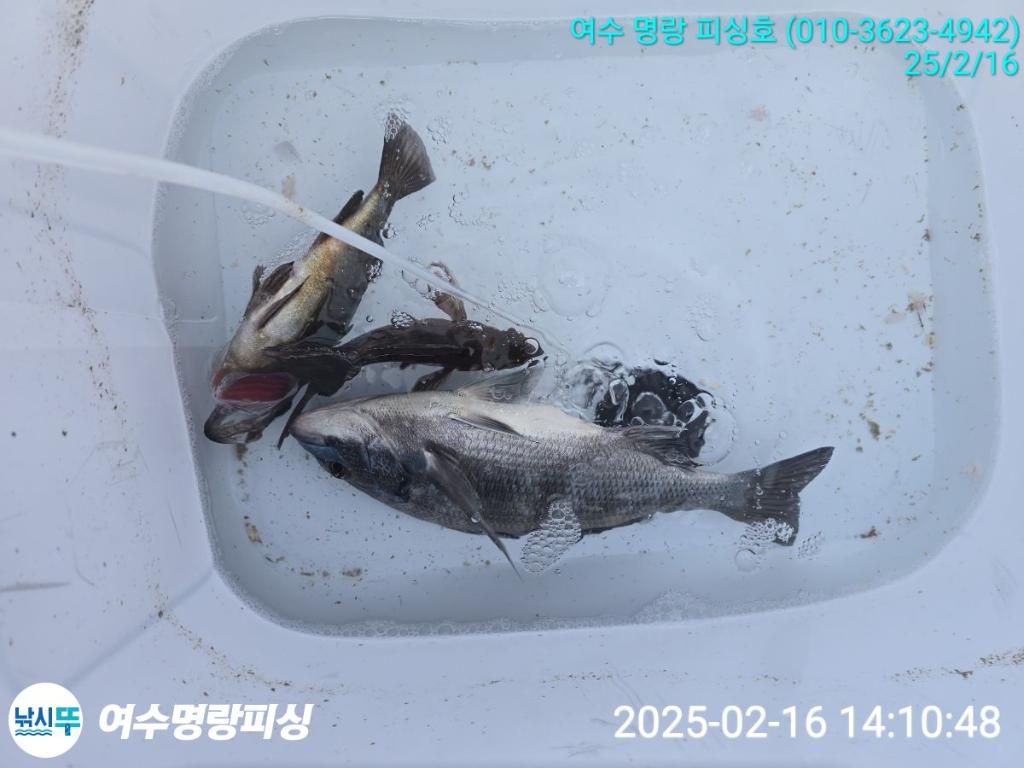 낚시뚜,감성돔,국동항,여수명랑피싱,낚시뚜4